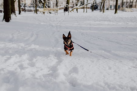 Wintery Park thumbnail