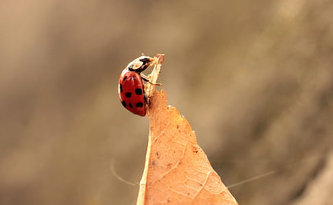 close up photo of red and black ladybug on dried leaf thumbnail