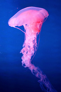comfortable, jellyfish, pink, blue thumbnail