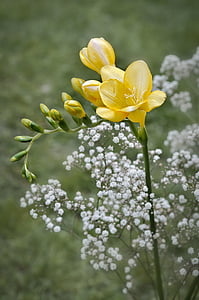 yellow flowers close-up photography thumbnail