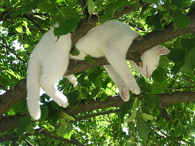 white cat on brown tree branch photo thumbnail