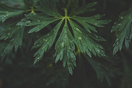 Photo Of Green Leaf With Drops Of Water thumbnail