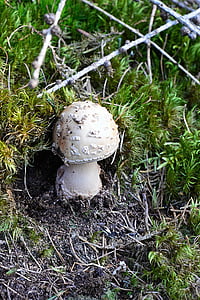 white mushroom thumbnail