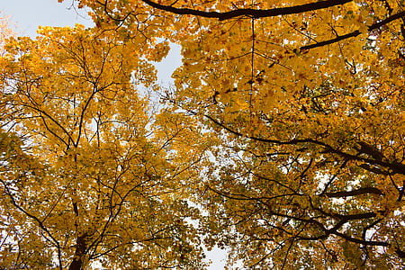 closeup photo of brown leafed tree thumbnail