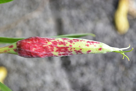Dwarf Evening Primrose, Bud thumbnail