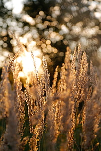 close up photograph of wheat thumbnail