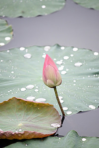 pink lotus flower bud close up photo thumbnail