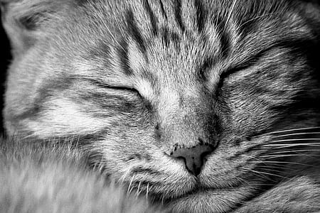 close up photo of cat face thumbnail