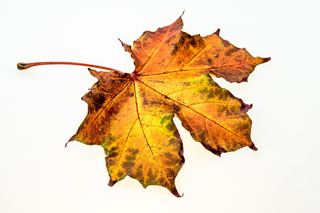 maple leaf on white surface thumbnail