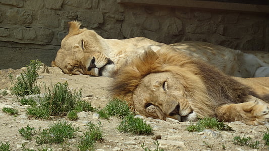 lion and lioness laying on ground thumbnail