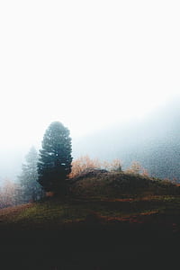 green trees on green grass during daytime thumbnail