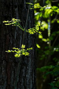 selective focus photography of green leaf thumbnail