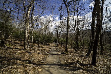 Path through the forest up to Brasstown Bald, Georgia thumbnail