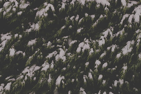 green tree with snows closeup photo thumbnail