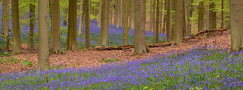purple petaled flowers and green leaf trees thumbnail
