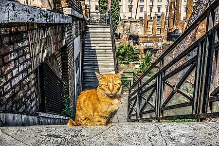 orange tabby cat sitting on stair thumbnail