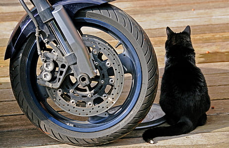 black cat sitting in front of motorcycle thumbnail