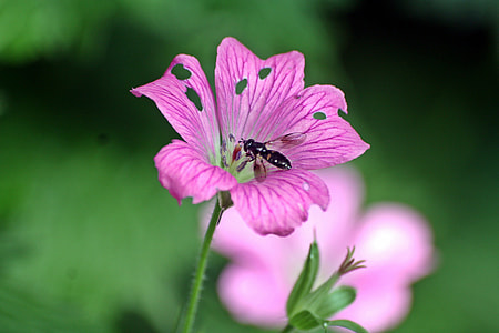 photography of purple petaled flower thumbnail