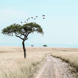 pathway on brown grass field thumbnail