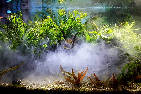Green Leaf Plants With Smoke thumbnail