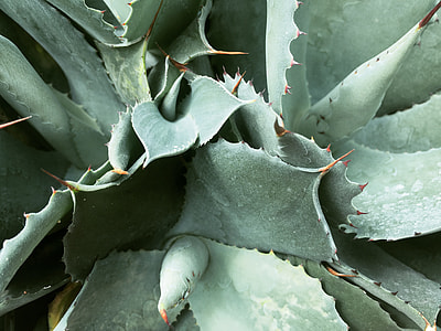 green leaf plant in close-up photo thumbnail