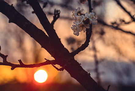 silhouette of tree at sunset thumbnail
