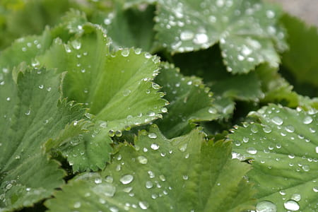 plant with water dews thumbnail