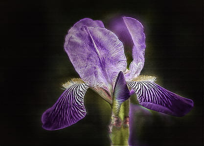 purple iris flower thumbnail