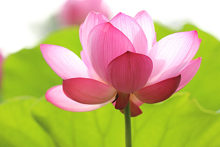 selective focus photography of pink and white petaled flower thumbnail
