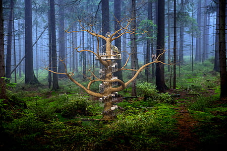photo of brown wood trunk in middle of forest thumbnail