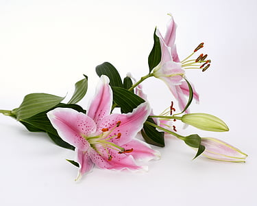 pink petaled flowers with green leaves thumbnail