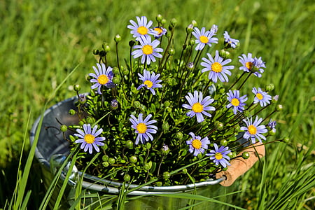 purple petaled flowers thumbnail