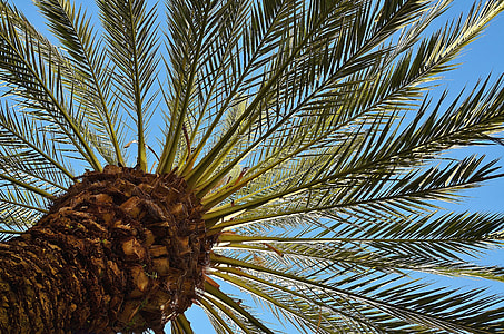 coconut tree thumbnail