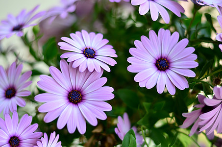 purple flowers in macro shot thumbnail