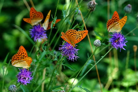 gulf fritillary butterflies perching on purple flower in selective focus photography thumbnail