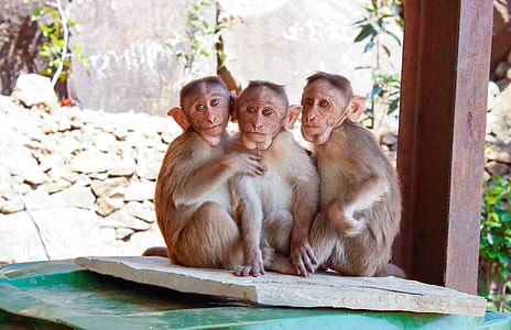 three monkeys sitting next to each others thumbnail