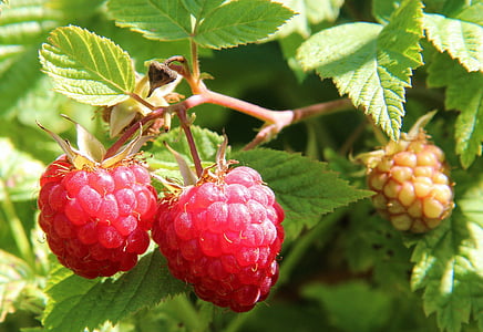 two raspberry fruits thumbnail