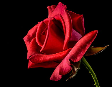 macro photography of a red rose thumbnail
