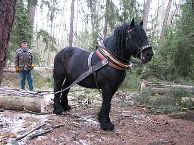 Horse, Working In The Forest thumbnail