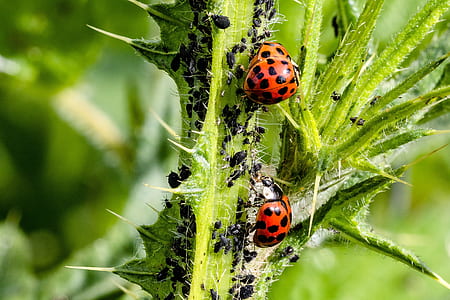 two ladybugs on green plant thumbnail