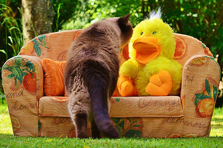 Himalayan cat beside yellow duck plush toy thumbnail
