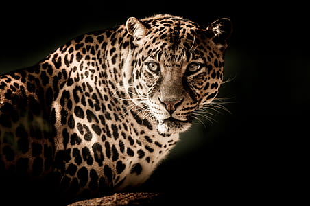 jaguar photo thumbnail