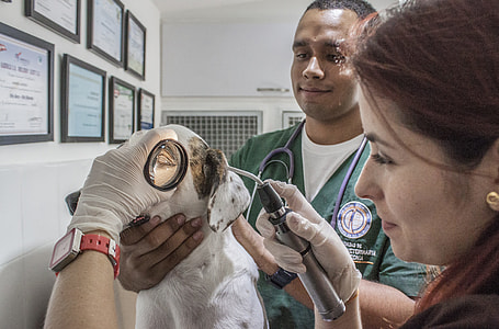 Veterinary Doctor, Veterinary thumbnail