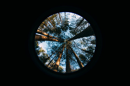 brown trees thumbnail