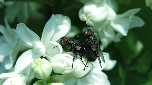two black flies perching white petaled flowers thumbnail