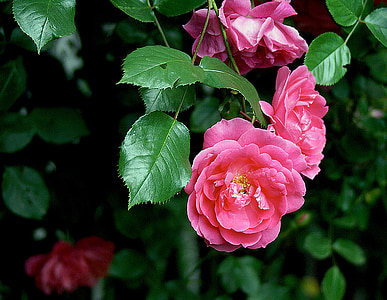 photo of pink petaled flowers in bloom thumbnail