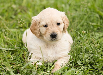 golden retriever puppy on green grass thumbnail