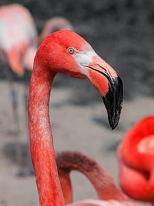 red flamingo thumbnail