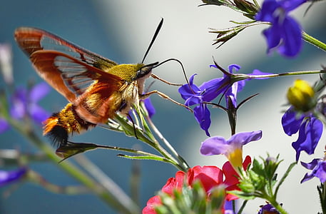 hummingbird moth perching on purple flower in close-up photography thumbnail