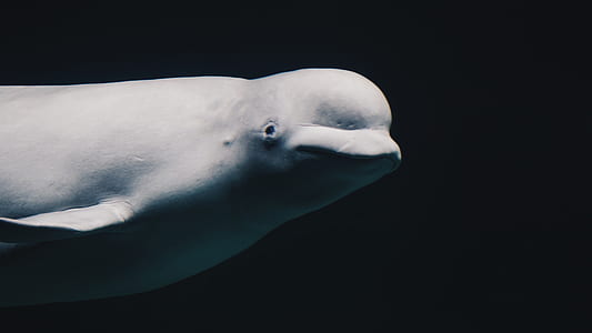 white whale thumbnail